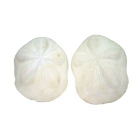Us Shell 095084050300 2 Piece Seabiscuit Sea Shells