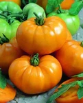 Tomato Slicer Chefs Choice Yellow 1000 Seeds. Fixed Price $7.99.