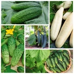 Seeds Cucumber Rare Early Giant Kit (5 Packs) Vegetable Organic Non Gmo. Fixed Price $16.95.