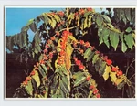 Postcard Kona Coffee Plant Hawaii Usa. Fixed Price $12.99.
