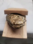 Oyster Shucking Opener Shucker Seafood Clamp Tool Holder Shellfish Hand Shell.... Fixed Price $14.50.