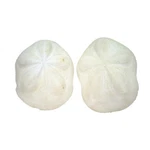 Us Shell, 2 Piece, Seabiscuit Shells,other Collectible. Fixed Price $23.45.